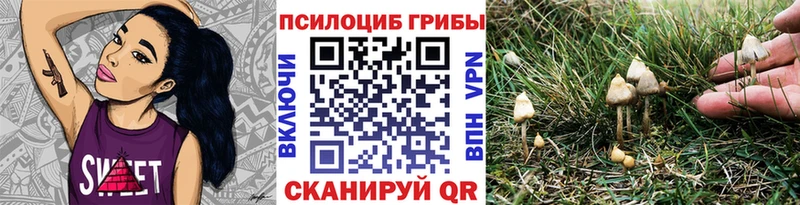 Псилоцибиновые грибы Psilocybe  где продают   Ленинск 